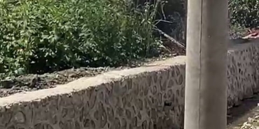 AHIR ALEV ALEV YANDI, HAYVANLAR SON ONDA TELEF OLMAKTAN KURTARILDI