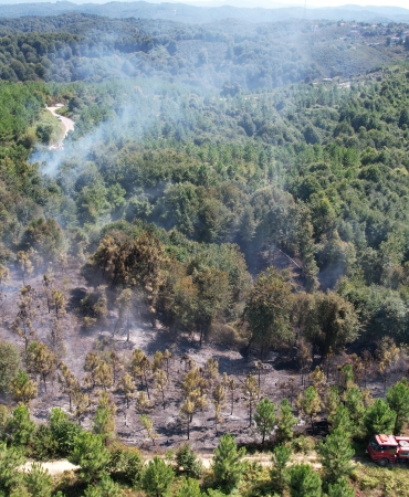 SAKARYA'DA KORKUTAN ORMAN YANGINI 20 DÖNÜMLÜK ARAZİ YANDI, EKİPLER 3 SAATİN SONUNDA KONTROL ALTINA ALDI