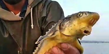 "VİRA BİSMİLLAH" DİYEN BALIKÇININ AĞINA NESLİ TEHLİKE ALTINDA OLAN BALIK TAKILDI