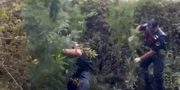 İŞ MAKİNESİYLE AĞAÇLIK ALANA GİRİP DİKENLERİN ARASINDAN UYUŞTURUCU ÇIKARTTILAR