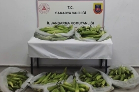 TARLADAN MISIR KOÇANI VE ÜZÜM ÇALAN HIRSIZLAR JANDARMADAN KAÇAMADI