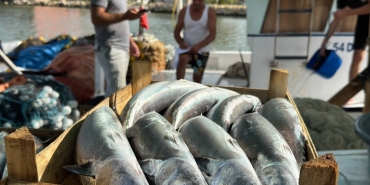 BALIKÇILAR ÖNÜMÜZDEKİ GÜNLERDE KARADENİZ'DE PALAMUT BOLLUĞU BEKLİYOR