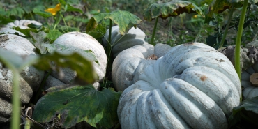 SAKARYA'DA ONA 'ELMAS' DENİLİYOR: COĞRAFİ İŞARETLİ KABAĞIN TARLADAN SOFRAYA YOLCULUĞU BAŞLADI BİNBİR EMEKLE ÜRETİLEN LEZZET, BU KIŞ DA DAMAKLARI ŞENLENDİRECEK