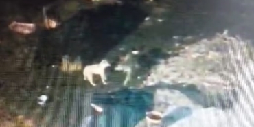 ÇALINDI ZANNEDİLEN KÖPEK, KURTLAR TARAFINDAN PARÇALANDI: O ANLAR KAMERADA