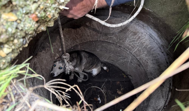 Kuyuya düşerek mahsur kalan sokak köpeğinin yardımına itfaiye koştu