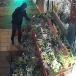 ÇİÇEKLERİN AZALDIĞINA ANLAM VEREMEDİ, GÜVENLİK KAMERASINI İZLEYİNCE HAYRETE DÜŞTÜ ŞAŞKINLIĞINI GİZLEYEMEYEN ESNAF: "ROMANTİZME Mİ BAĞLIYOR NE YAPIYOR ÇÖZEMEDİK"