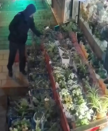 ÇİÇEKLERİN AZALDIĞINA ANLAM VEREMEDİ, GÜVENLİK KAMERASINI İZLEYİNCE HAYRETE DÜŞTÜ ŞAŞKINLIĞINI GİZLEYEMEYEN ESNAF: "ROMANTİZME Mİ BAĞLIYOR NE YAPIYOR ÇÖZEMEDİK"