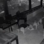 İKİ SOKAK KÖPEĞİNİN, KEDİYE SALDIRI ANI KAMERADA