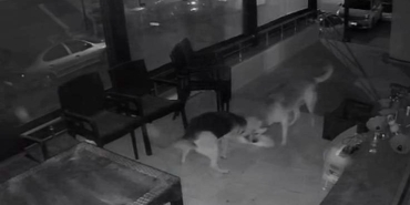 İKİ SOKAK KÖPEĞİNİN, KEDİYE SALDIRI ANI KAMERADA