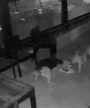 İKİ SOKAK KÖPEĞİNİN, KEDİYE SALDIRI ANI KAMERADA