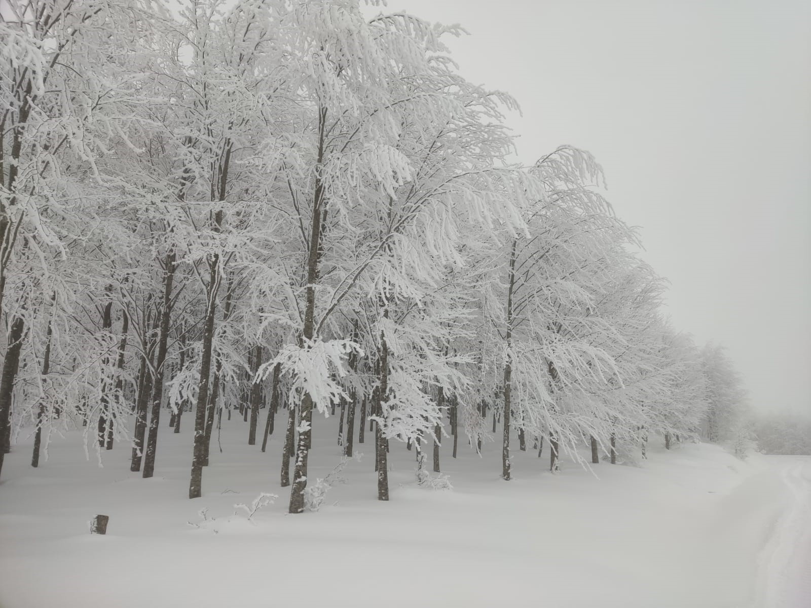 YEŞİLİN KARLA BULUŞMASI EŞSİZ GÖRÜNTÜLER ORTAYA ÇIKARDI