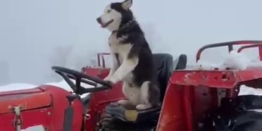 SİBİRYA KURDU TRAKTÖRÜN DİREKSİYONUNA GEÇTİ: O ANLAR KAMERADA