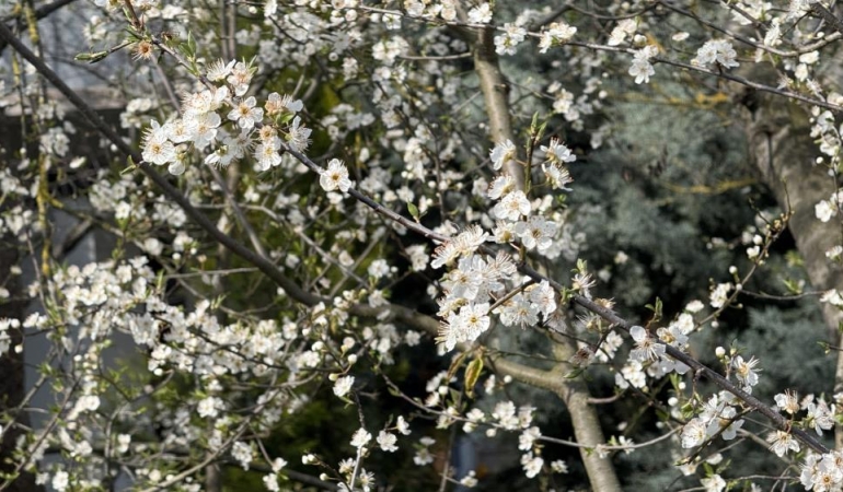 AW406462_01