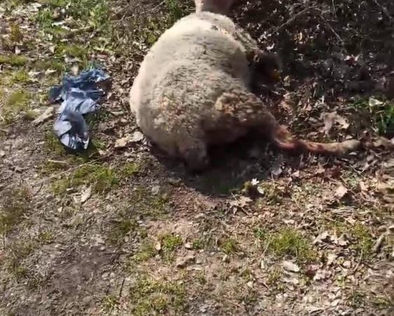 Başıboş köpekler koyunu telef etti, motosiklet sürücüsüne saldırdı