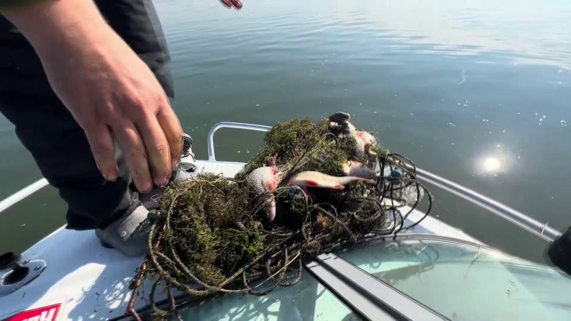 SAPANCA GÖLÜ'NDE 'HAYALET AĞ' KATLİAMI: BİNLERCE BALIK TELEF OLDU GÖLDE KORKUNÇ MANZARA: METRELERCE UZUNLUĞUNDAKİ AĞI SUDAN ÇEKTİKÇE SONU GÖRÜNMEDİ AĞI FARK EDEN BALIKÇILAR GÖLDE YAŞANAN KATLİAMI GÖZLER ÖNÜNE SERDİ, YETKİLİLER HAREKETE GEÇTİ