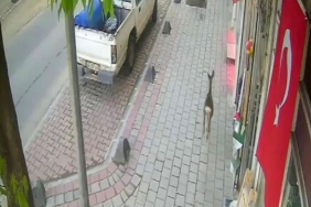 İLÇE MERKEZİNE İNEN KARACA GÜVENLİK KAMERASINDA