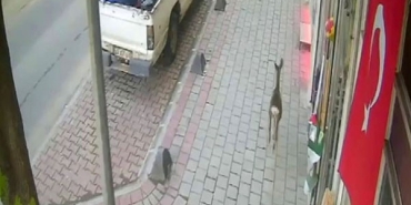 İLÇE MERKEZİNE İNEN KARACA GÜVENLİK KAMERASINDA