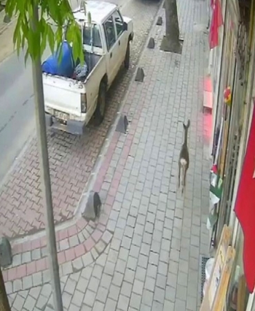 İLÇE MERKEZİNE İNEN KARACA GÜVENLİK KAMERASINDA
