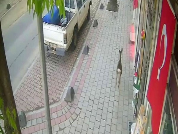 İLÇE MERKEZİNE İNEN KARACA GÜVENLİK KAMERASINDA