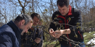 7 BİN ÜRETİCİYE BİLGİLENDİRME MESAJI ATILDI FINDIĞI ZİRAİ DON VURDU, EMEKLER ÇÖP OLDU ZİRAAT MÜHENDİSLERİ SAHADA, ÖN ZARAR TESPİTİ YAPIYOR ZİRAİ DON SONRASI HASAR TESPİTLERİ BAŞLADI: "BU SENENİN ÜRÜNÜNÜ KAYBETTİK"