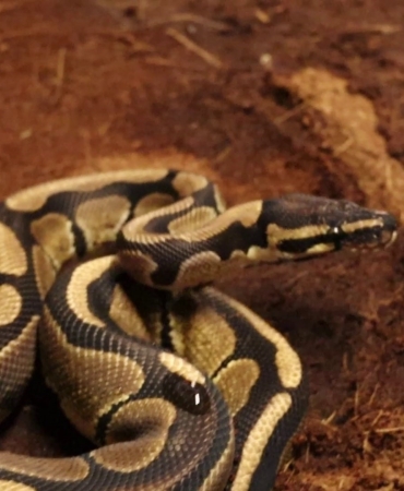 SAKARYA'DA KRALİYET PİTONU ELE GEÇİRİLDİ, İŞ YERİ SAHİBİNE CEZA KESİLDİ