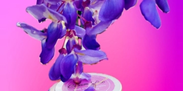 WhatsApp Image 2025-04-11 at 10.50.26