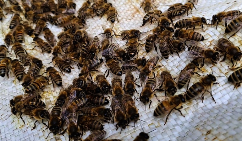 Sakarya’da arı sağlığı ve ölümleri masaya yatırıldı