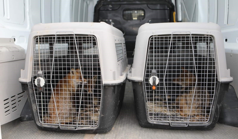 Gölya’da Tedavi edilen Yaban Hayvanları Doğal Yaşam Alanlarına Salındı