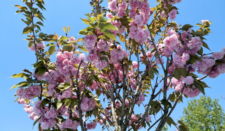 Çiçek açan Sakura ağaçları şehri görsel bir şölene dönüştürdü