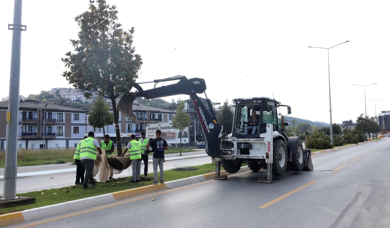 Raylı Sistem’de ilk kazma öncesi sahada hazırlık başladı: Ağaçlar titiz bir çalışmayla taşınıyor